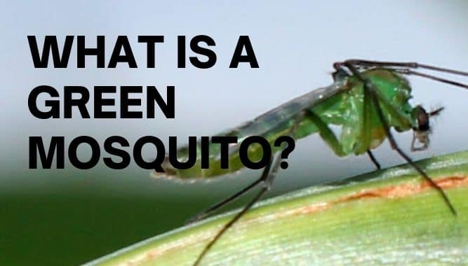 What is a Green Mosquito?