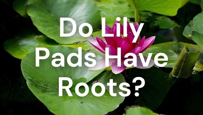 Do Lily Pads Have Roots?