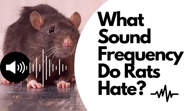 What Sound Frequency Do Rats Hate?