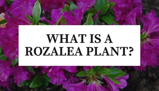 What is a Rozalea Plant?