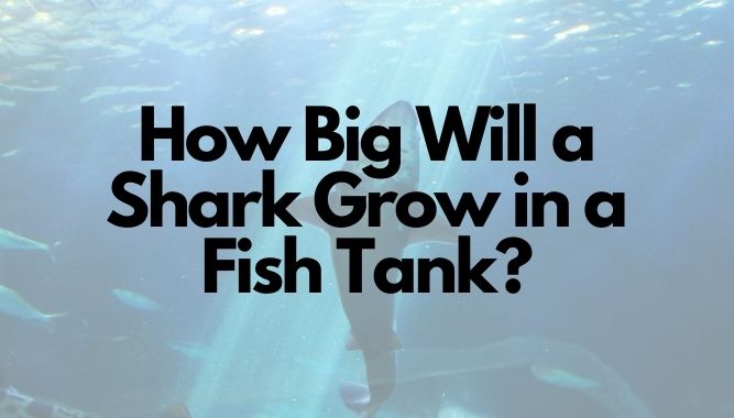 How Big Will a Shark Grow in a Fish Tank?